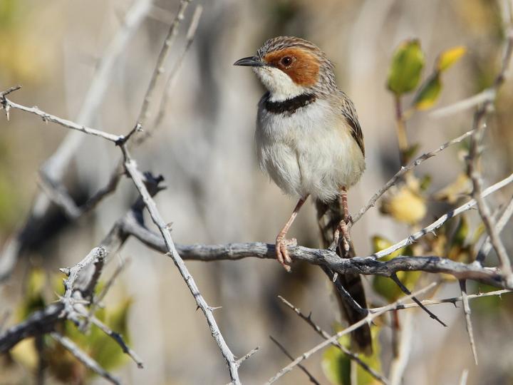 Rufous-eared Warbler