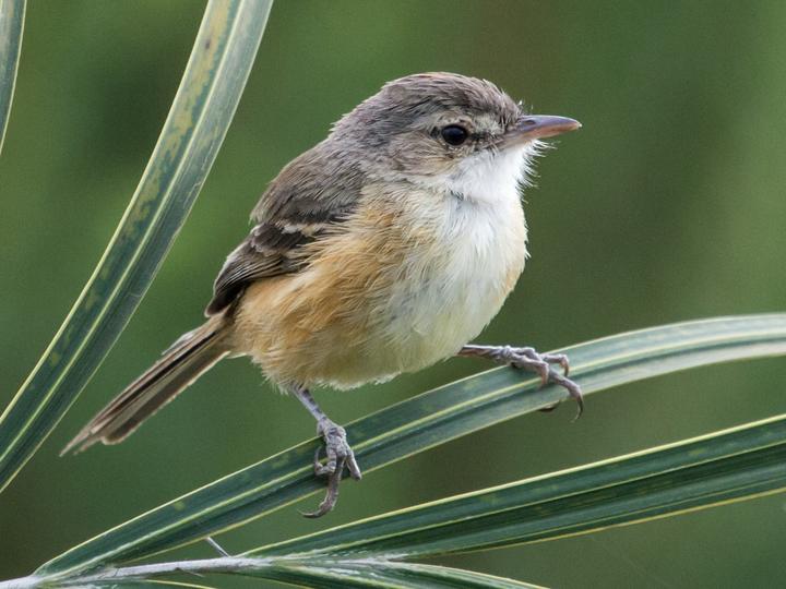 Rufous-sided Scrub Tyrant