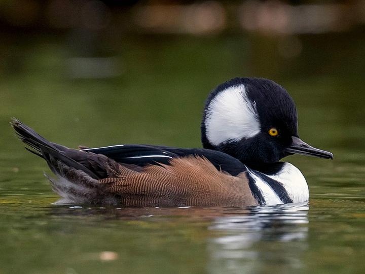Hooded Merganser
