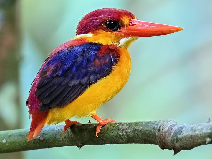 Rufous-backed Dwarf Kingfisher