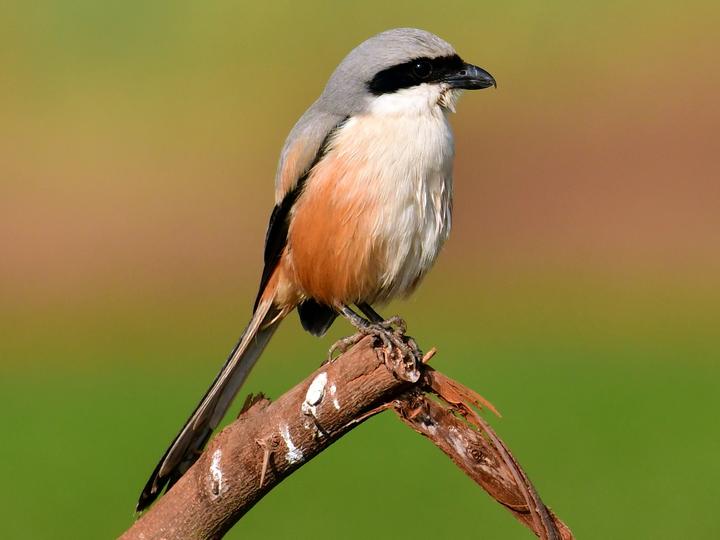 Long-tailed Shrike
