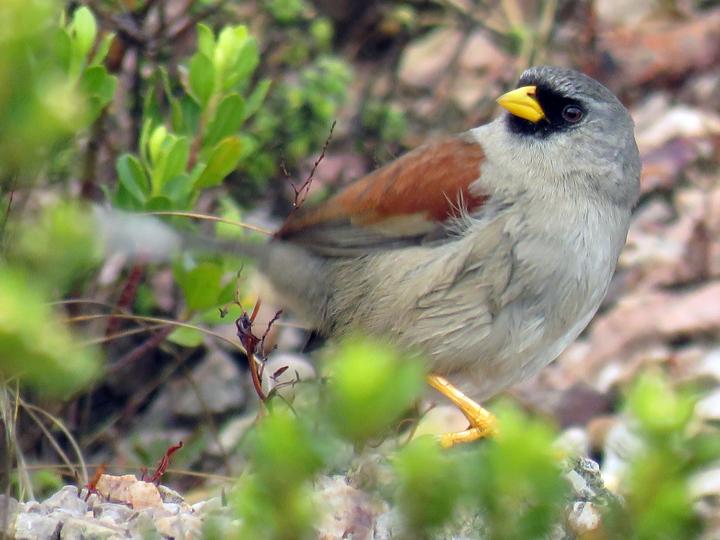 Rufous-backed Inca Finch