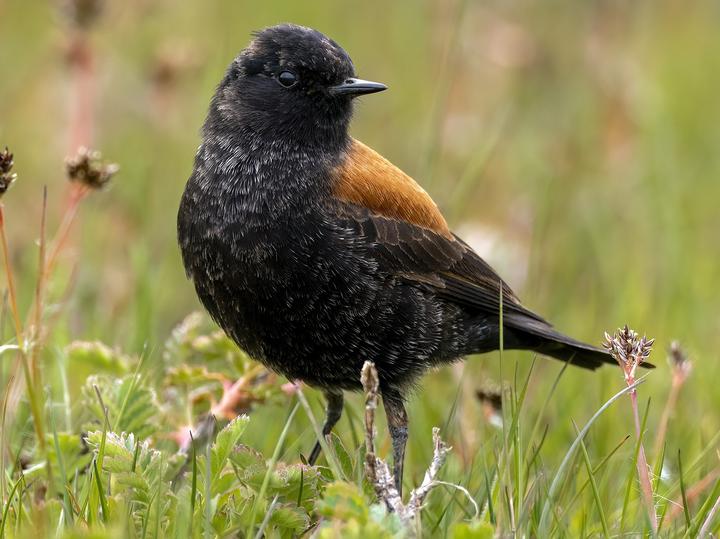 Austral Negrito