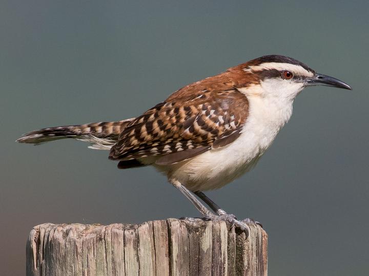 Rufous-backed Wren