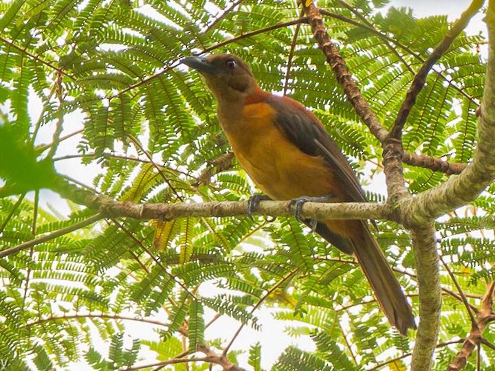 Southern Variable Pitohui