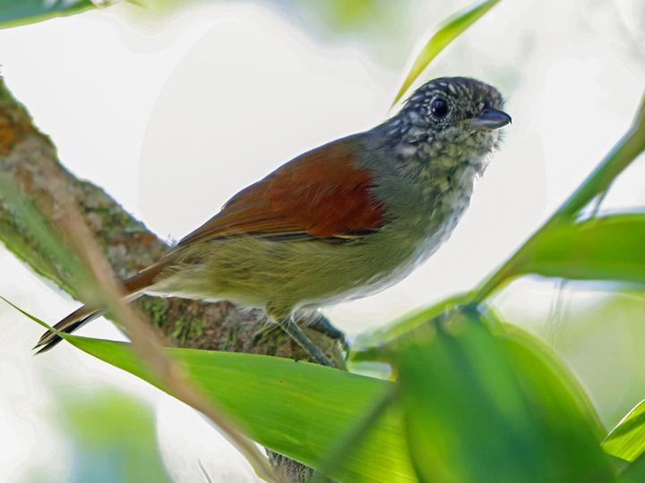 Rufous-backed Antvireo