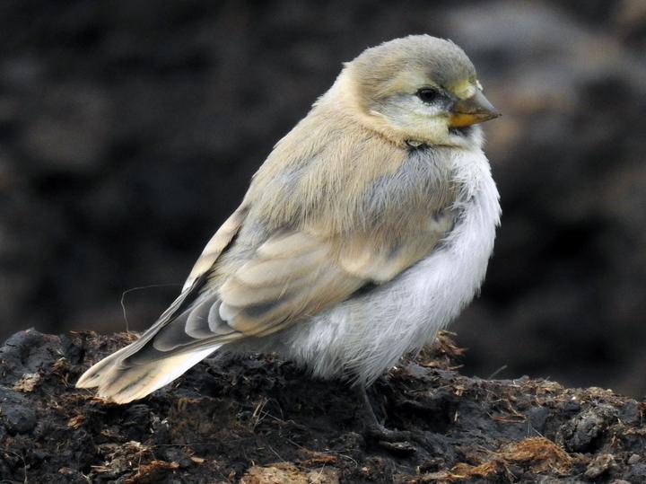 Blanford's Snowfinch