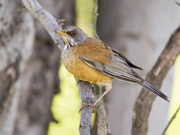 Rufous-backed Thrush