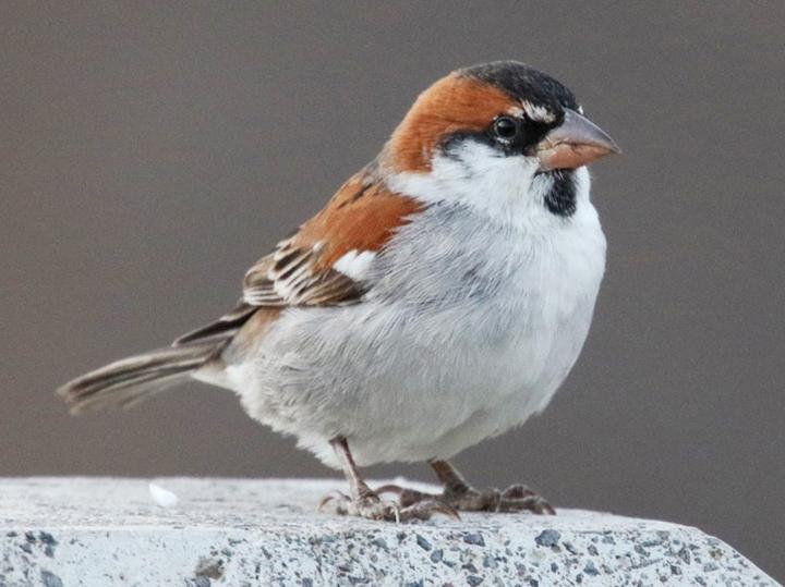 Iago Sparrow