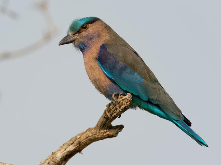 Indochinese Roller