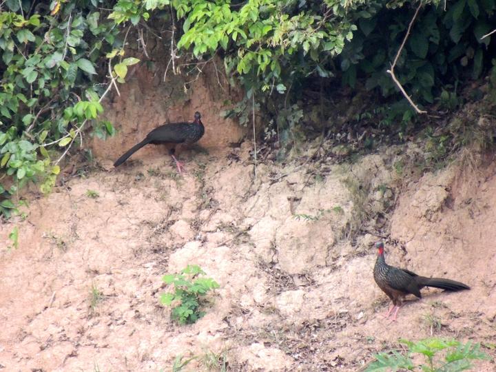 Spix's Guan