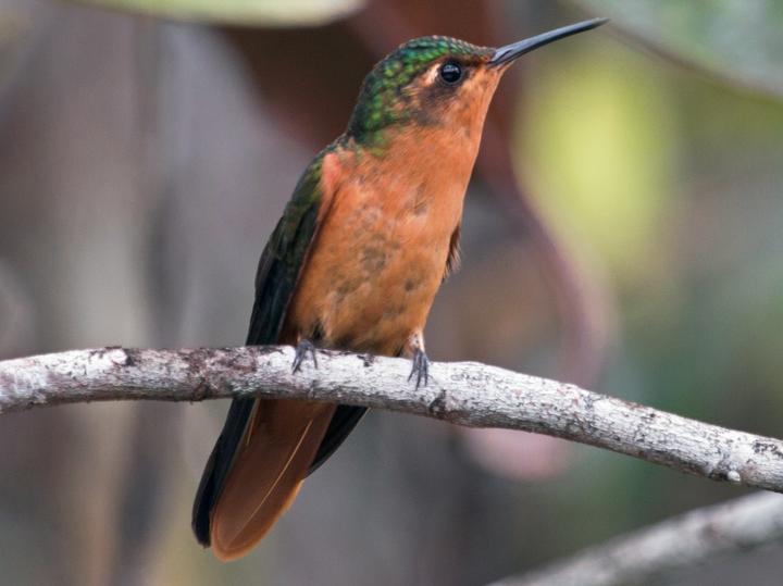 Rufous-breasted Sabrewing