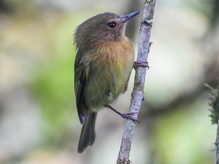 Cinnamon-breasted Tody-Tyrant