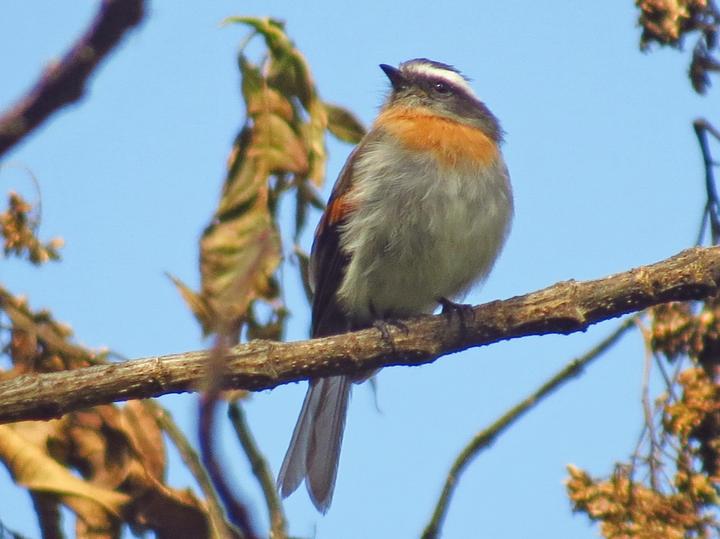 Rufous-breasted Chat-Tyrant