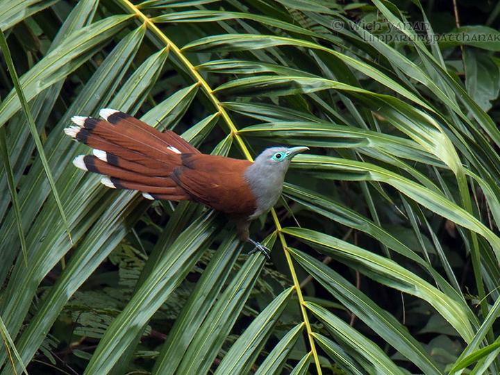 Raffles's Malkoha