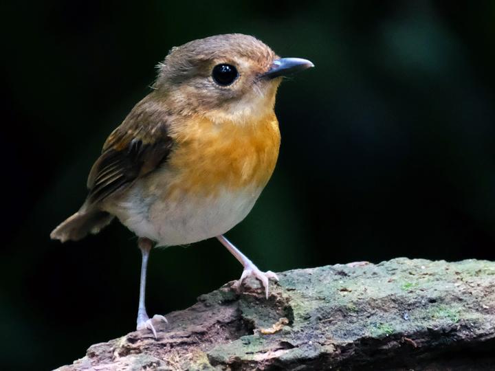 Rufous-chested Flycatcher