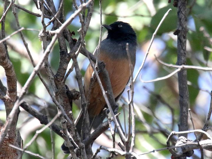 Rufous-bellied Tit