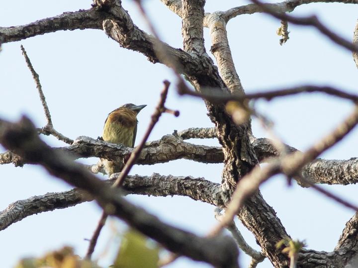 Brown-chested Barbet