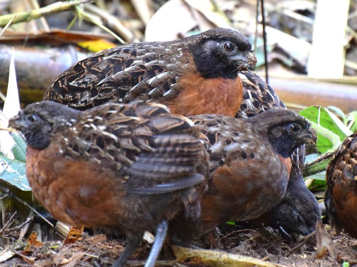 Rufous-breasted Wood Quail