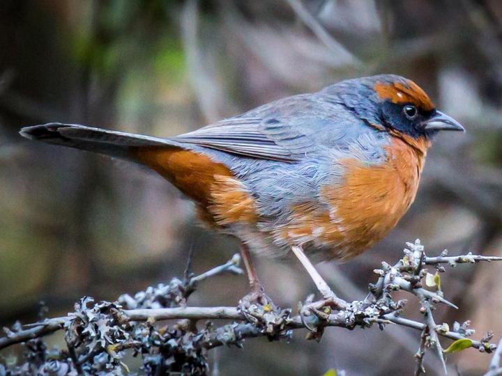 Rufous-breasted Warbling Finch