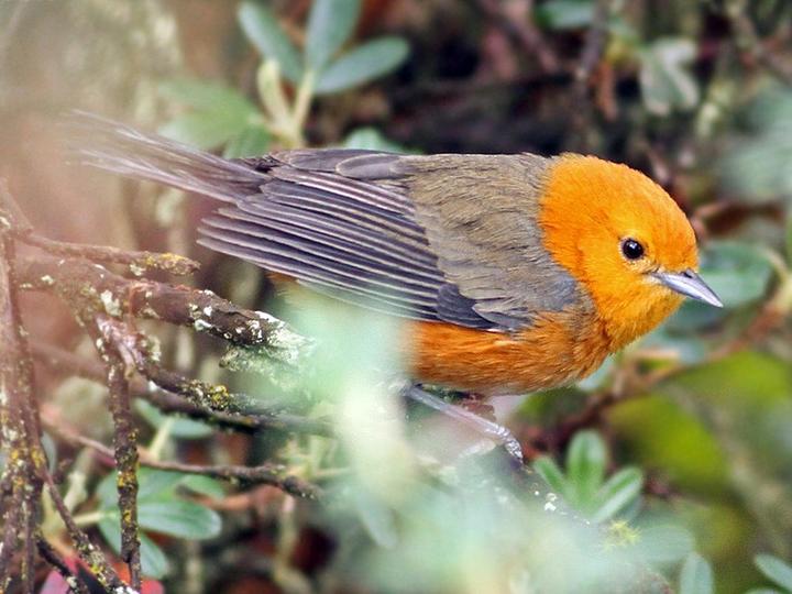 Rufous-chested Tanager