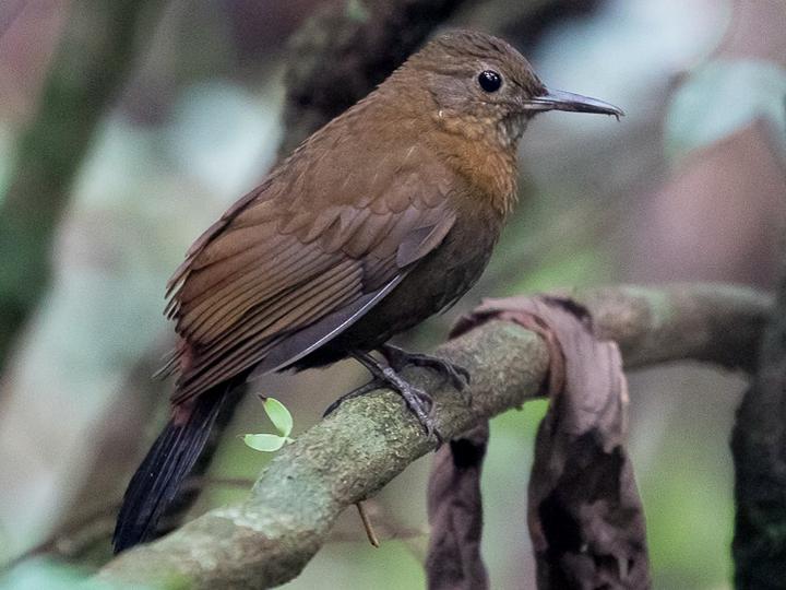 Rufous-breasted Leaftosser