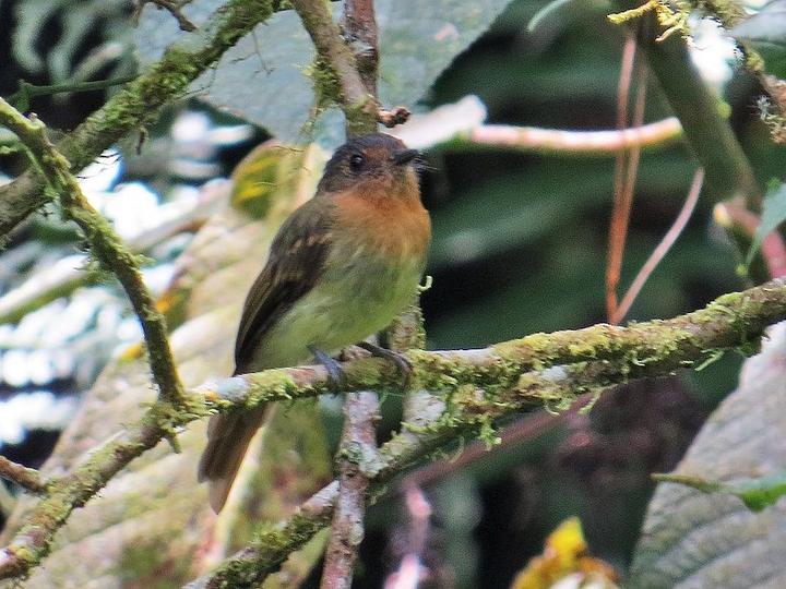 Rufous-breasted Flycatcher