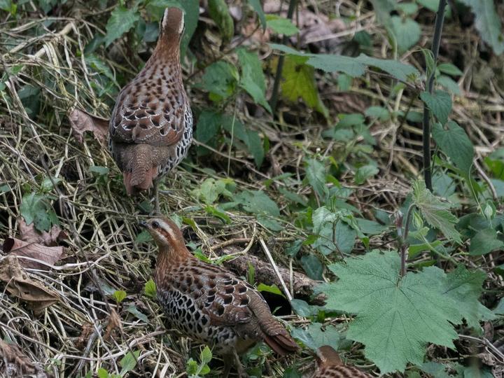 Mountain Bamboo Partridge