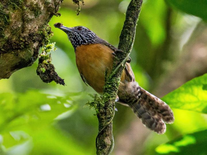 Rufous-breasted Wren
