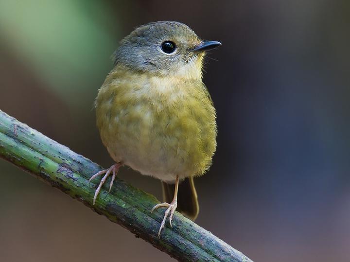 Snowy-browed Flycatcher