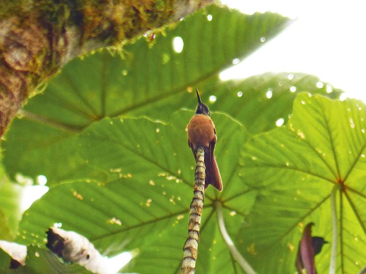 Fawn-breasted Brilliant