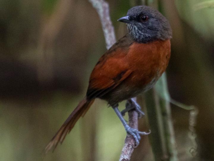 Rufous-breasted Spinetail