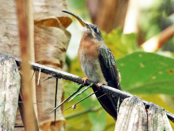 Rufous-breasted Hermit