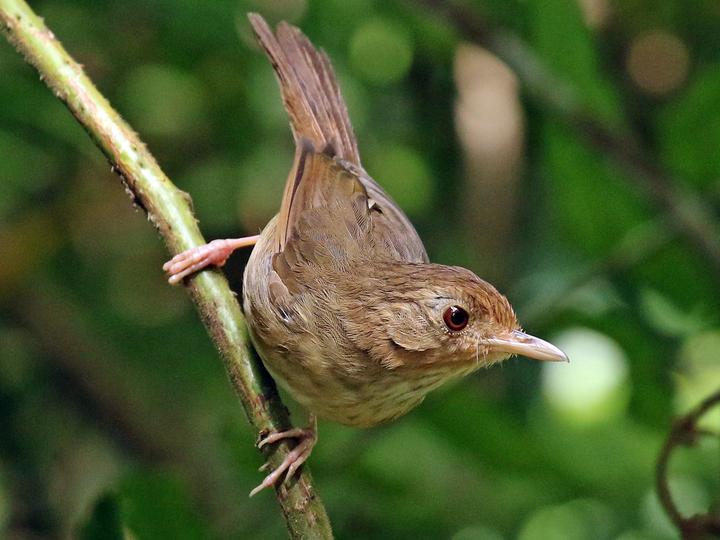 Buff-breasted Babbler
