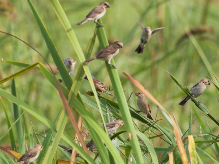 Ruddy-breasted Seedeater