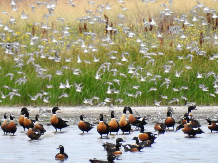 Australian Shelduck