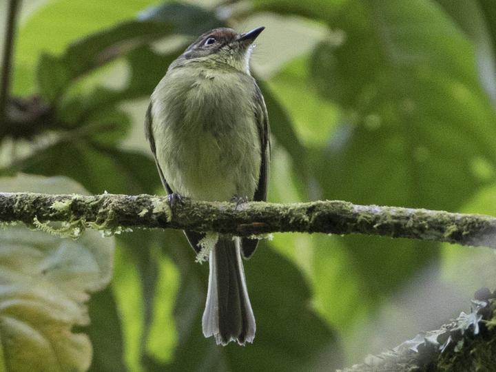 Cinnamon-faced Tyrannulet