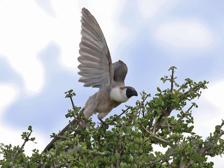 Bare-faced Go-away-bird