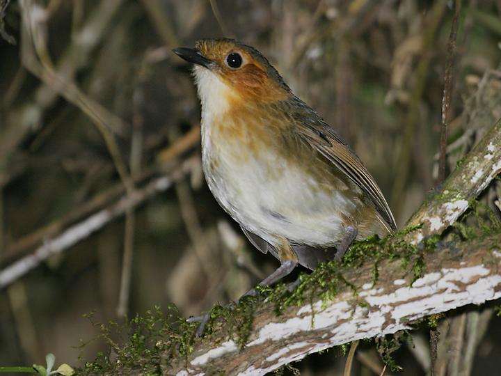 Rufous-faced Antpitta