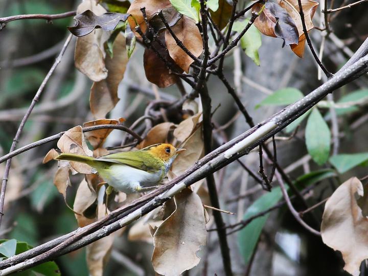 Rufous-faced Warbler