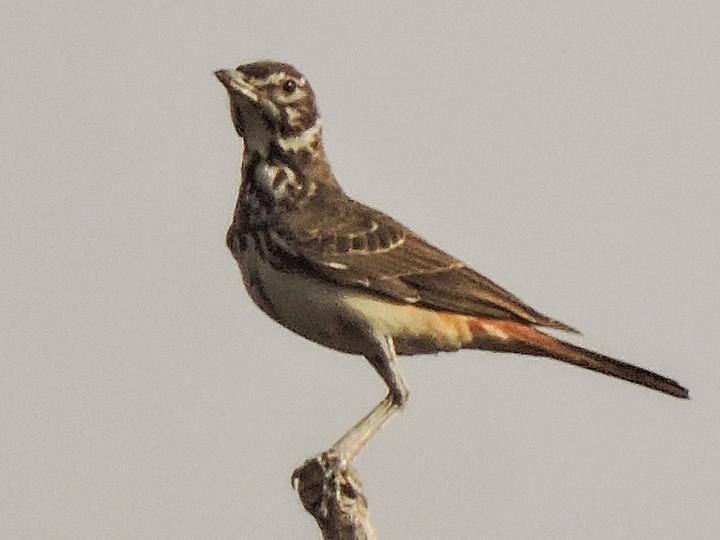Rufous-rumped Lark