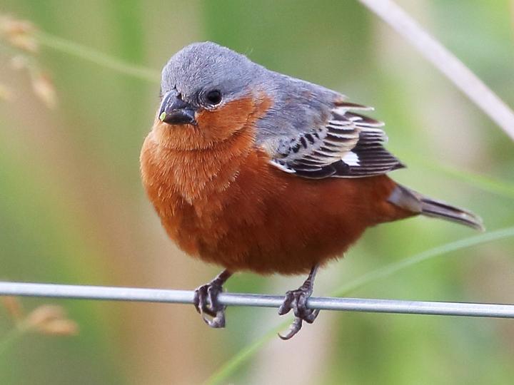 Rufous-rumped Seedeater