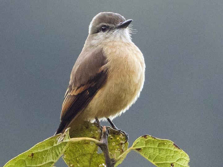 Rufous-bellied Bush Tyrant