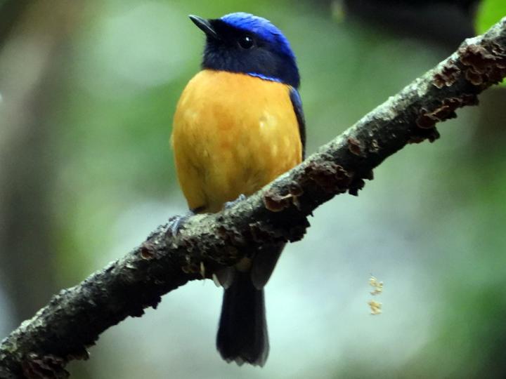 Rufous-bellied Niltava