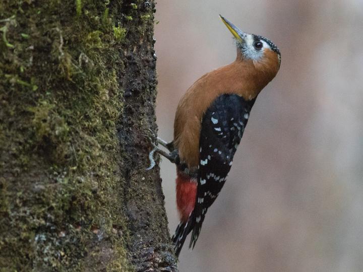 Rufous-bellied Woodpecker