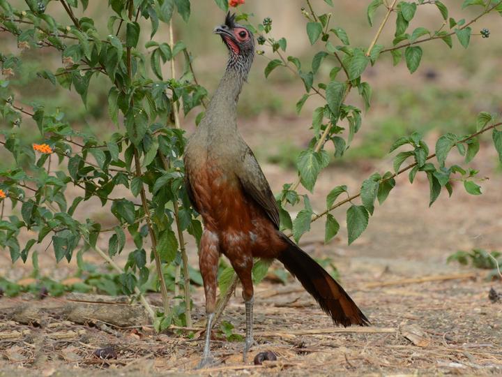 Rufous-bellied Chachalaca