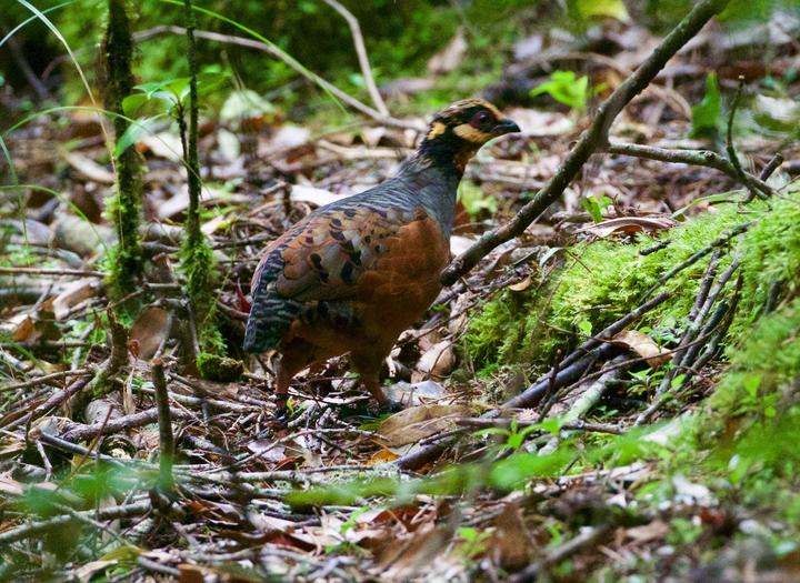 Chestnut-bellied Partridge