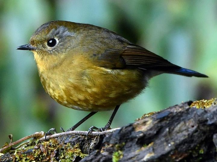 Rufous-breasted Bush Robin
