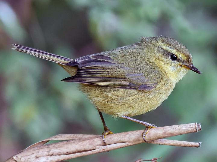 Buff-throated Warbler