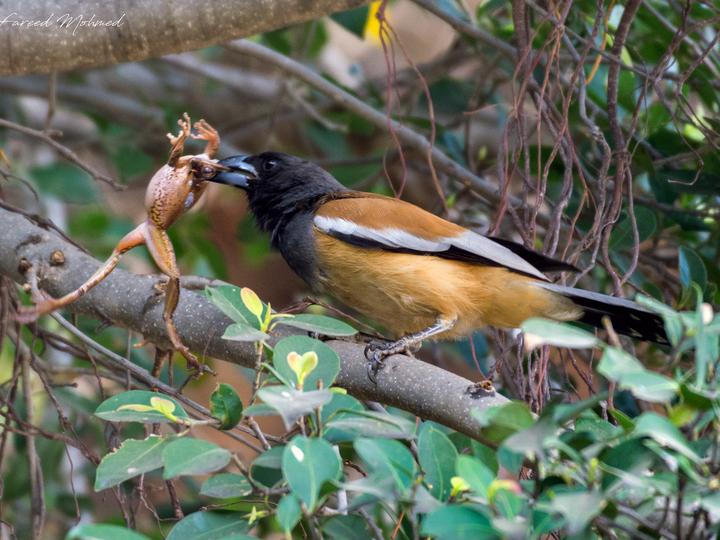 Rufous Treepie